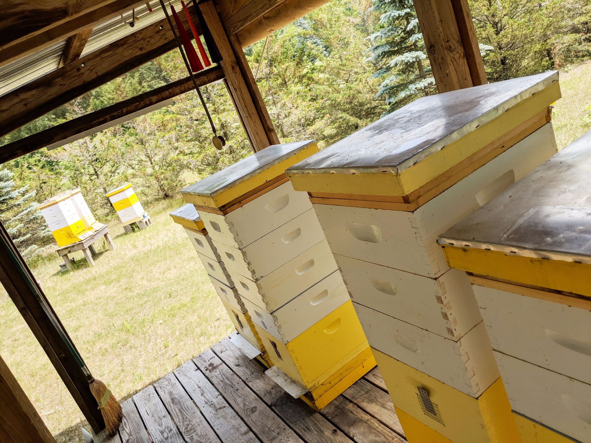 D's Bees Bee Hives